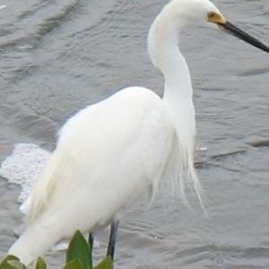 Meet your Posher, Suzy